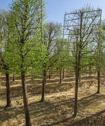 Toţi cei 1.400 de arbori din viitorul parc Openville au ajuns la Timişoara. Pot fi admiraţi în vecinătatea ansamblului